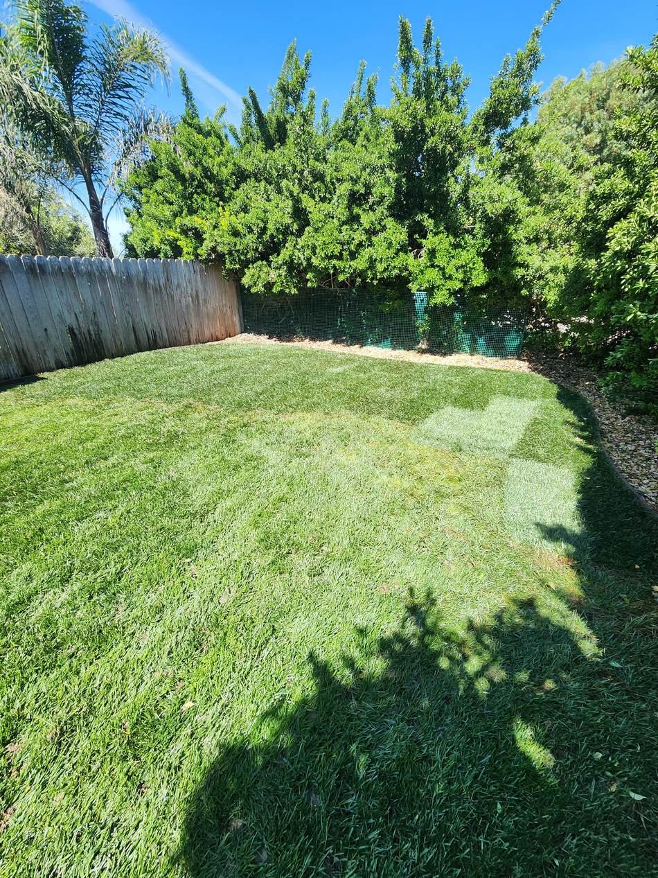 Finished sod installation in Salida